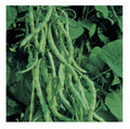 Kentucky Wonder 125 Bush Green Bean Seeds, NON-GMO, Heirloom Variety, Organic Gardening