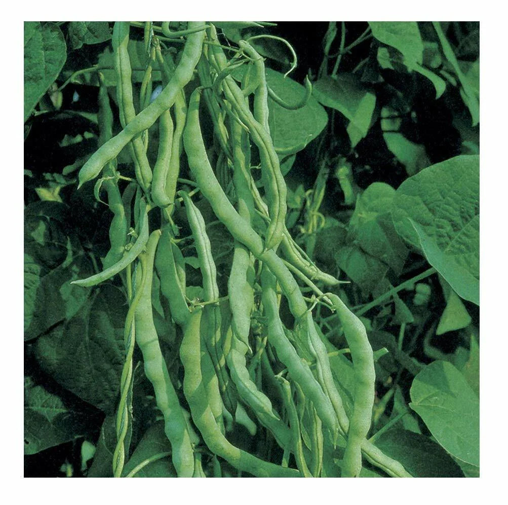 Kentucky Wonder 125 Bush Green Bean Seeds, NON-GMO, Heirloom Variety, Organic Gardening