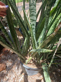 Sansevieria Zeylanica Cutting 16-18" | Mother-in-Law Plant | Fresh Succulent | Indoor Houseplant