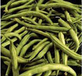 Heirloom Bean Seeds, Commodore Bush, 50+ Non-GMO Green Bean Seeds, Phaseolus vulgaris