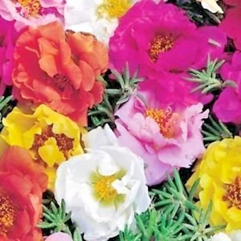 Portulaca Rose Moss MIX Seeds - Easy Flower Garden Seeds for Containers & Window Boxes - Colorful, Hardy Plants