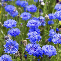 Wildflower Seeds 1 Lb Tall Blue Bachelor Button Cornflower Seeds (Centaurea cyanus) - Everwilde Farms