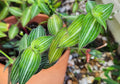 Wandering Jewel Plant - Callisia Gentlei var. Elegans - Striped Inch Plant - Indoor Houseplant - Low Light Tolerant