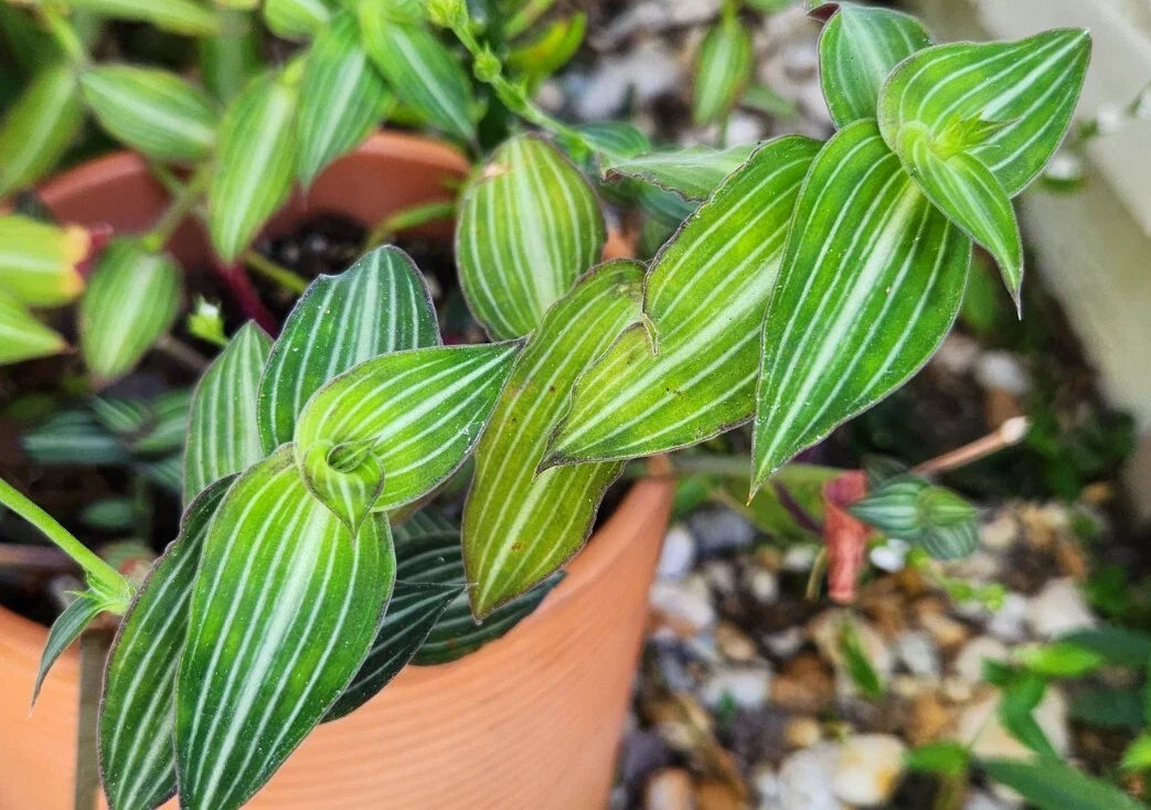 Wandering Jewel Plant - Callisia Gentlei var. Elegans - Striped Inch Plant - Indoor Houseplant - Low Light Tolerant