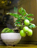 Guava Fruit Bonsai Tree Seeds - 20 Pack - Exotic Tropical Variety - Psidium guajava