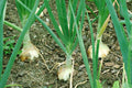 Walla Walla Sweet Onion Seeds, NON-GMO, Overwintering Variety, Allium cepa, Free Shipping