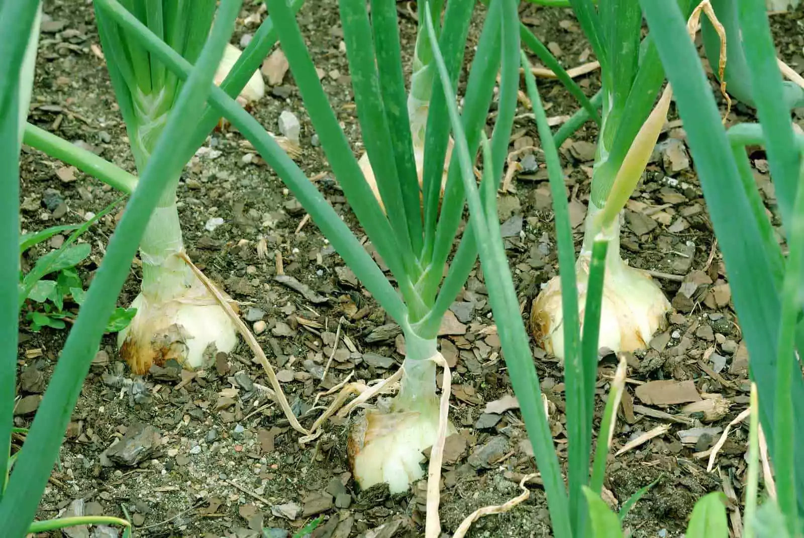 Walla Walla Sweet Onion Seeds, NON-GMO, Overwintering Variety, Allium cepa, Free Shipping