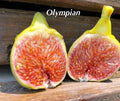 Olympian Fig Tree Plant Starter - Ficus carica Live Bare Root Fruit Plant