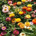 Dried Strawflower Seeds - Dwarf Mixed Colors - Non-GMO 500 Count - Helichrysum bracteatum