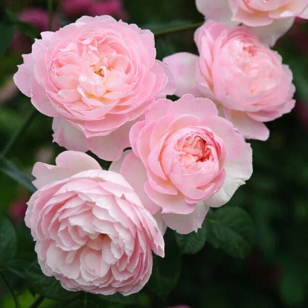David Austin Rose Cuttings - Retired Variety (3) - Perfect for Rooting - Rosa 'David Austin'