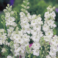 Larkspur Seeds - Wedding White - 100 Seeds - Delphinium ajacis - Annual Flower for Garden and Bouquet