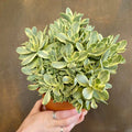 Live Succulent Plant 8in Crassula Swaziensis Variegata 'Money Maker' - Bare Roots