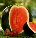 Sugar Baby Watermelon Seeds | Mini Icebox Melon | Personal Sized Fruit | Citrullus lanatus