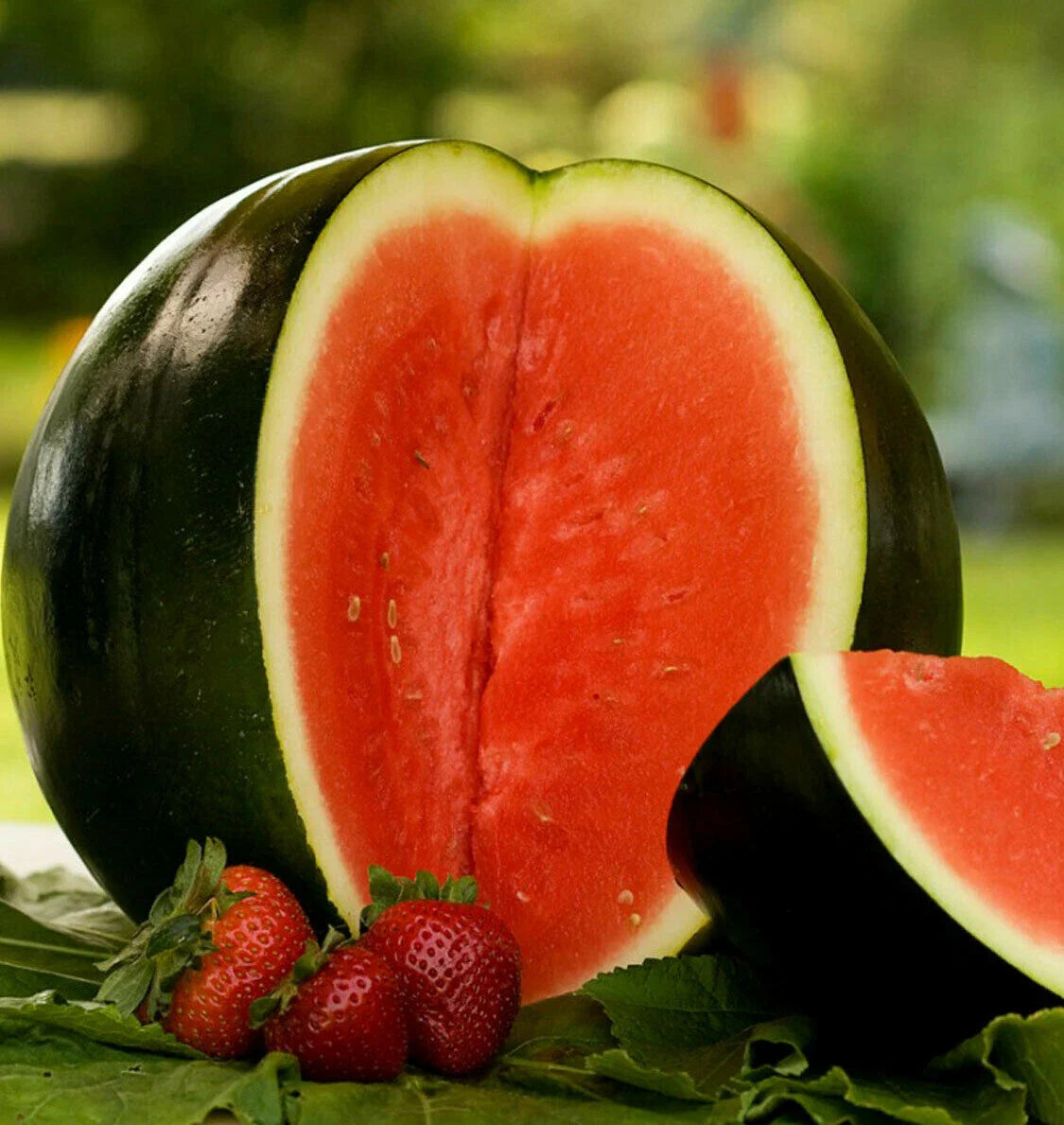 Sugar Baby Watermelon Seeds | Mini Icebox Melon | Personal Sized Fruit | Citrullus lanatus