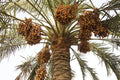 Wild Date Palm Seeds for Planting - 5 Seeds - Phoenix dactylifera - Ideal for Gardening and Landscaping