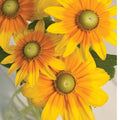 Irish Eyes Rudbeckia Seeds - 30 Fresh Seeds for 2025 - Green Eye Susan (Rudbeckia hirta)