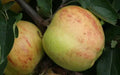 Gravenstein Apple Seeds - 25+ Pack - Heirloom Variety for Garden Planting - Malus domestica - USA