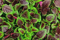 Red Garnet Amaranth Seeds - 500 Non-GMO Organic Open Pollinated Seeds - Amaranthus cruentus