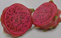 Cuttings 15-Pack Halleys Comet Red Flesh Dragon Fruit Pitahaya Hylocereus 8" Long