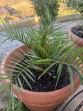 Pineapple Palm Tree - Canary Date Palm - Phoenix Canariensis - Indoor/Outdoor Plant