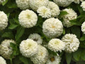 White Zinnia Seeds - 100+ Heirloom Polar Bear Variety - Non-GMO Zinnia elegans