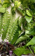 Rooted House Plant Cuttings - 20 Pack - Four Varieties - Ideal for Indoor Gardening - Perfect for Propagation