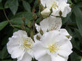 Rambler Rose Cuttings 15 UNROOTED Multiflora Propagation (Rosa Multiflora)