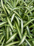 Variegated Spider Plant 4" Pot Chlorophytum comosum Fully Rooted Indoor Plant