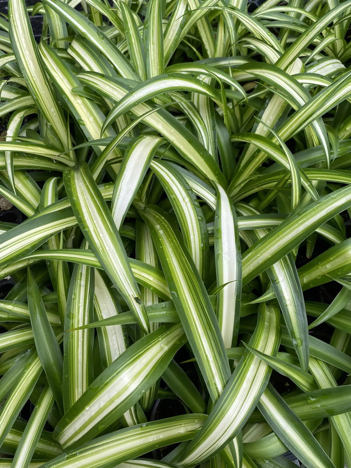 Variegated Spider Plant 4" Pot Chlorophytum comosum Fully Rooted Indoor Plant