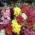 Madame Butterfly Mix Snapdragon Seeds - 1000+ Seeds for Garden - Antirrhinum majus - USA Seller - Free Shipping