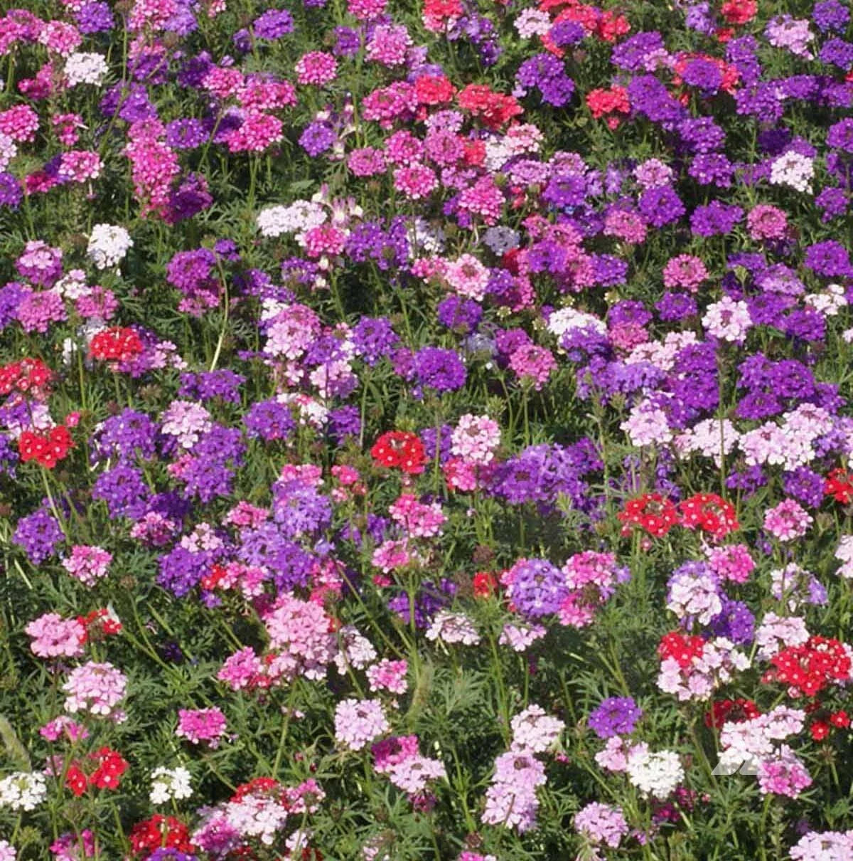 Groundcover Verbena Seeds - MOSS Mixed Colors - Perennial Non-GMO - 500 Seeds for Rock Gardens (Verbena spp.)