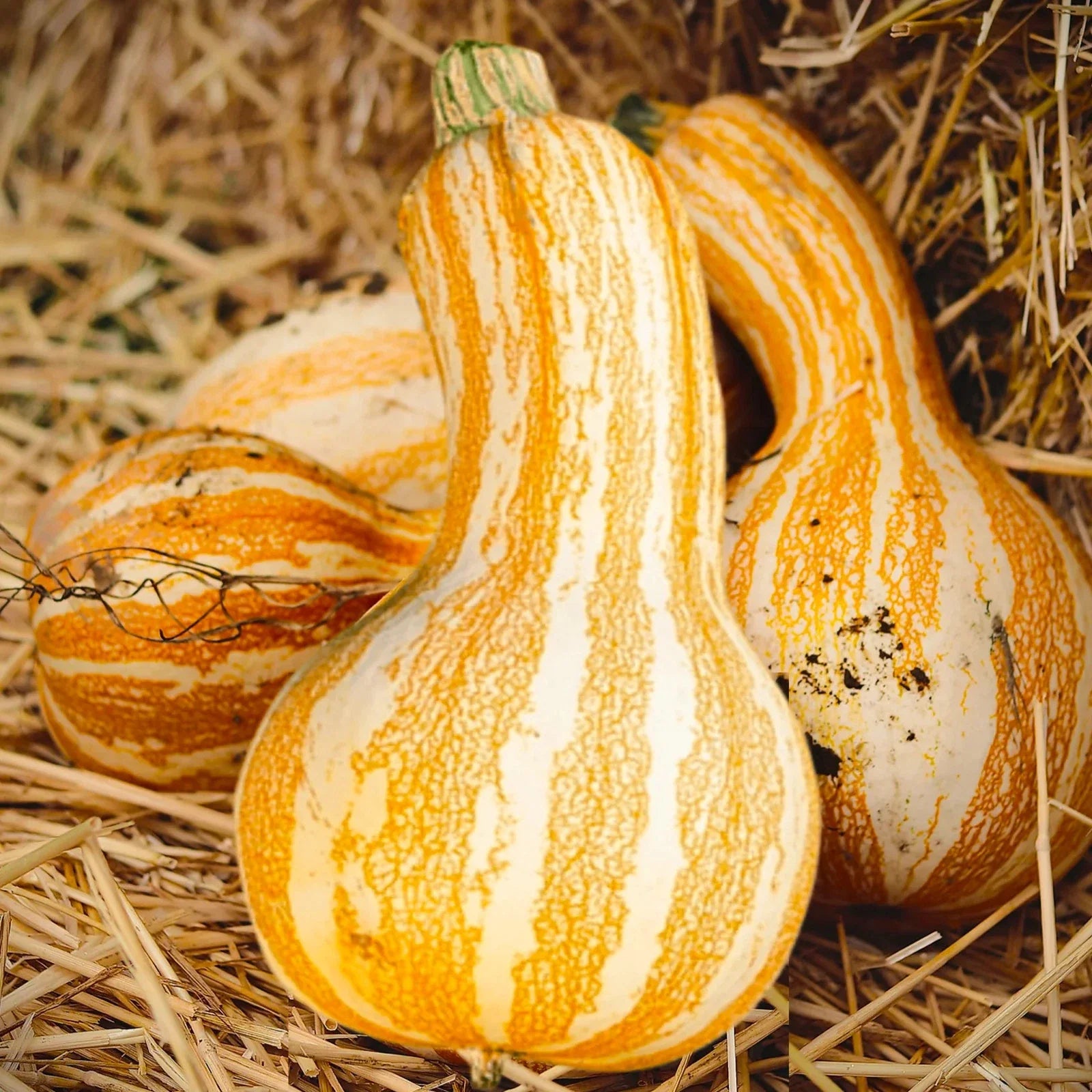 Cushaw Pumpkin Seeds - Orange Striped Variety for 2025 Planting - Southern Kershaw (Cucurbita moschata)