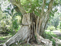 Sacred Fig Seeds, 50 Count, Peepul Tree, Ficus religiosa - Organic Planting Seeds for Home Gardening