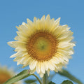 White Light Sunflower Seeds (20 Seeds) - Pure White Sunflowers for Planting - Helianthus annuus