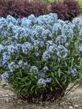 Large Amsonia 'Storm Cloud' Perennial Plant - Bluestar - Amsonia tabernaemontana