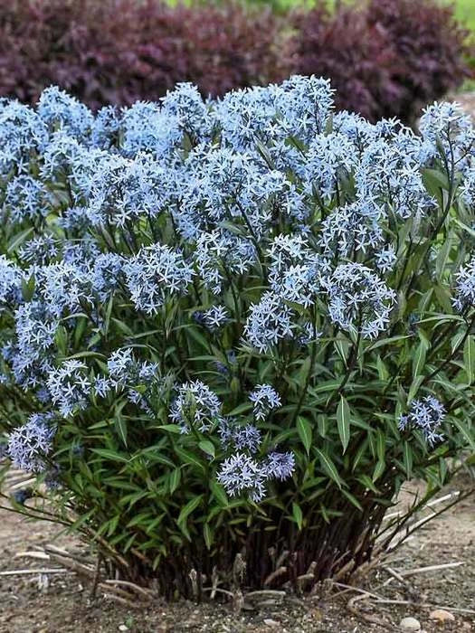 Large Amsonia 'Storm Cloud' Perennial Plant - Bluestar - Amsonia tabernaemontana