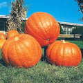 Big Max Pumpkin Seeds - 25 Count - Giant Heirloom - Non-GMO - Fresh - Prize Winning Variety - Cucurbita maxima