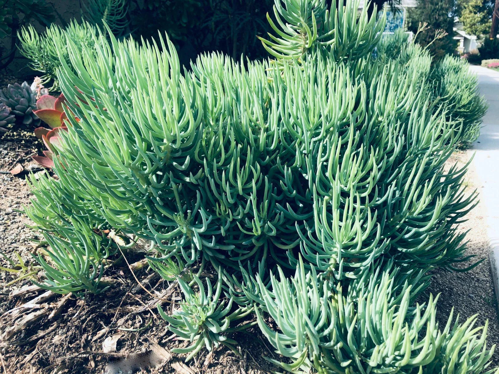 Senecio Vitalis Blue Serpents Chalk Fingers Succulent Cuttings - 9X 6" Plant Sticks for Indoor Garden Decor