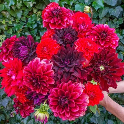 25 Dahlia Seeds - Stark Raving Red - Perennial Flowering Blooms - Dahlia pinnata
