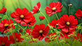 Cosmos Seeds - 50 Count - Bright Red, Tall Fern-Like Leaves, Easy to Grow - Cosmos bipinnatus