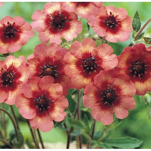 Potentilla Melton Fire Seeds, 1000 Count, Deep Pink Flowers, Potentilla fruticosa, Perennial Ground Cover, Attracts Pollinators
