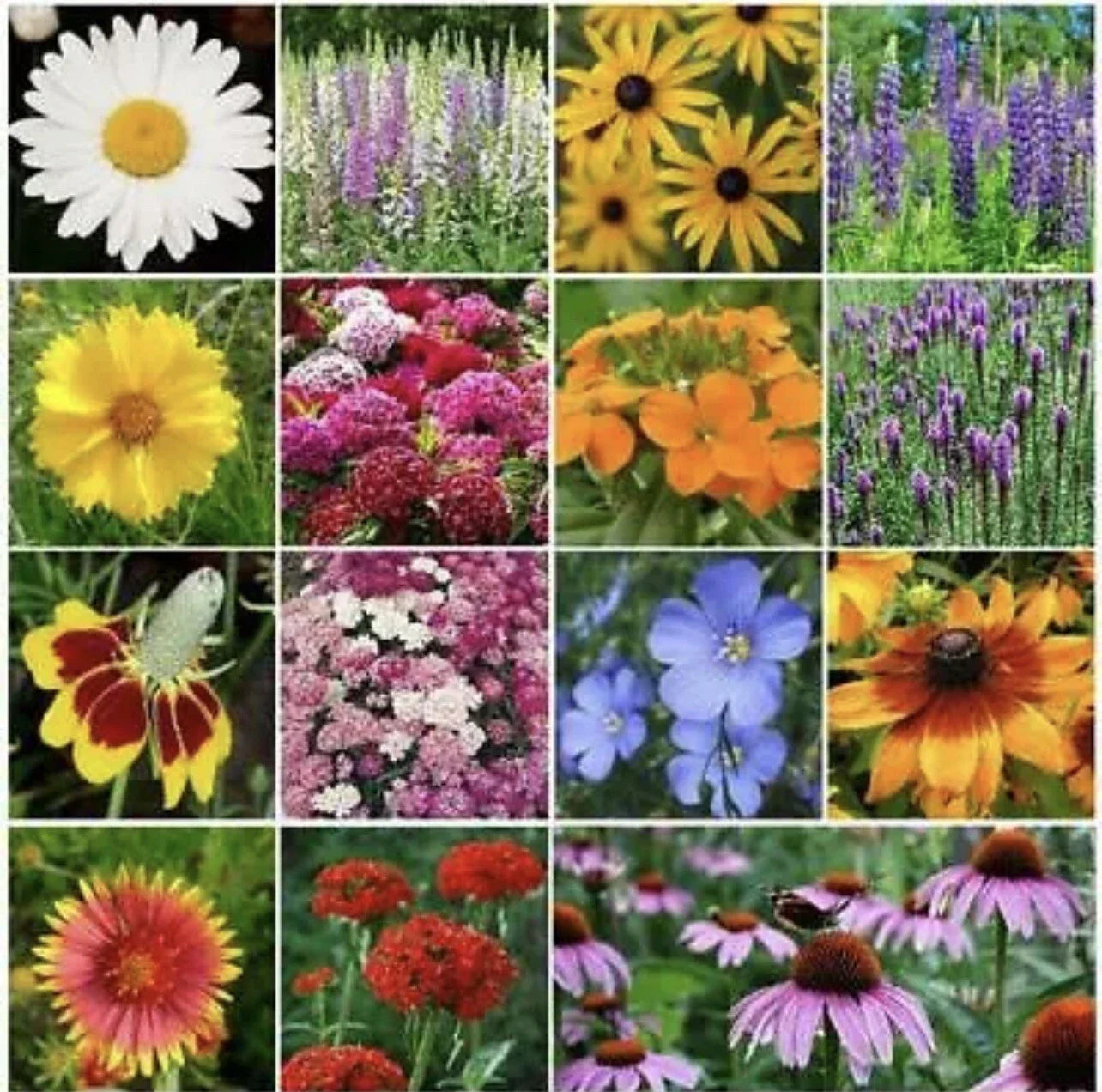 All Perennial Flower Seed Mix 500 Seeds for Butterflies & Bees - Heirloom Non-GMO, 15 Species Variety