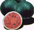 Watermelon Seeds 500 Count Sugar Baby Heirloom Non-GMO Citrullus lanatus