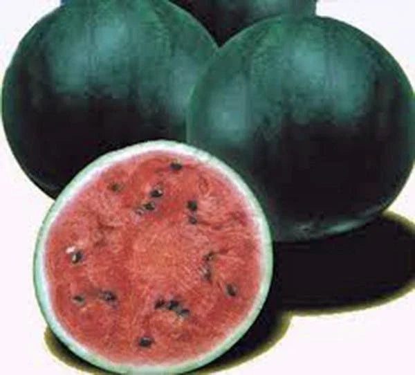 Watermelon Seeds 500 Count Sugar Baby Heirloom Non-GMO Citrullus lanatus