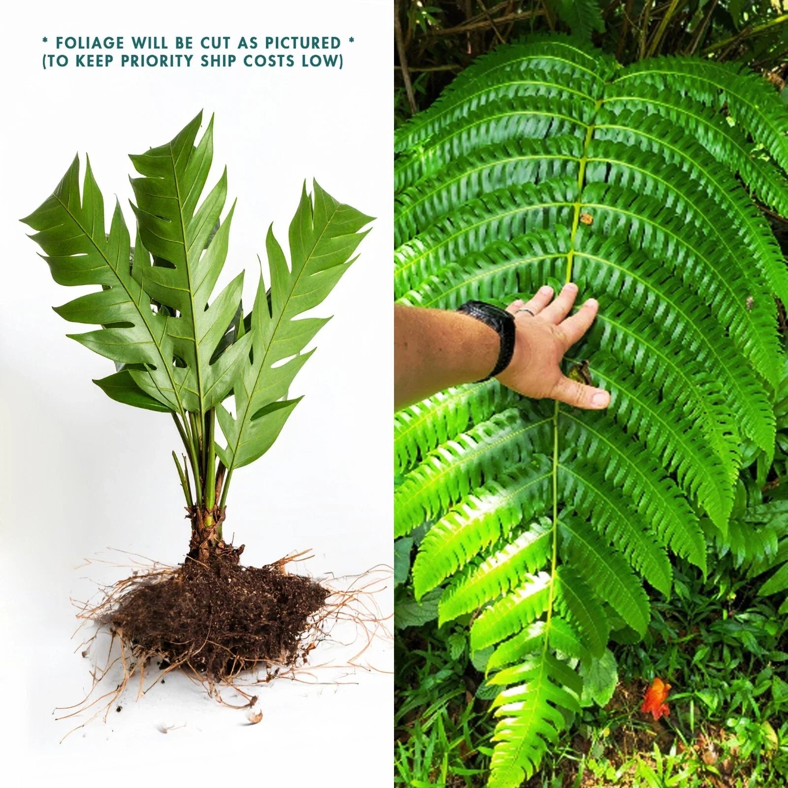 LIVE Bare ROOT Cyathea Horrida Tree Fern - 1 ft Tall - Tropical Plant for Garden or Indoor Decor