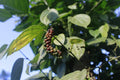 Organic Black Beauty Peppercorn Seeds - Heirloom Variety, Piper nigrum, 10 Seeds, Free Shipping