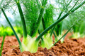 Fennel Seeds for Planting - 100 Count - Preludio Fennel Bulbs - Foeniculum vulgare