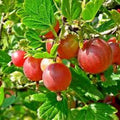 Pixwell Gooseberry Plant - 2 Year Old, Light Green & Pink Berries, Ribes uva-crispa, Tart Fruit, Zones 3-8, Bare Root