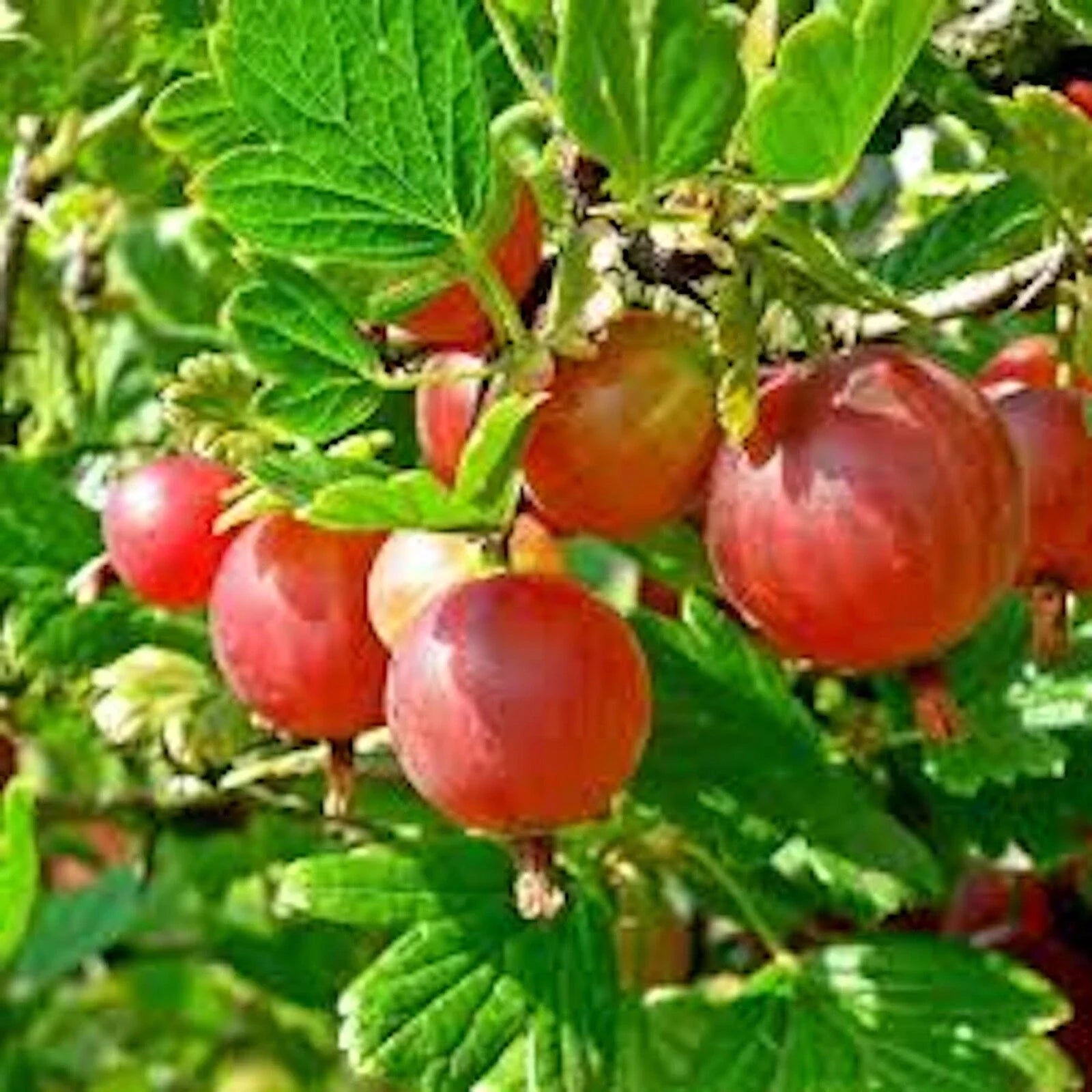 Pixwell Gooseberry Plant - 2 Year Old, Light Green & Pink Berries, Ribes uva-crispa, Tart Fruit, Zones 3-8, Bare Root