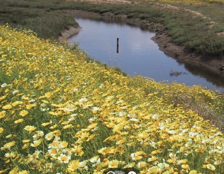 Garland Daisy Flower Seeds - 2000+ Pack - Bright Yellow Blooms - (Bellis perennis) - Free USA Shipping